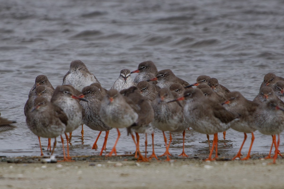 Spotted Redshank - ML620347641