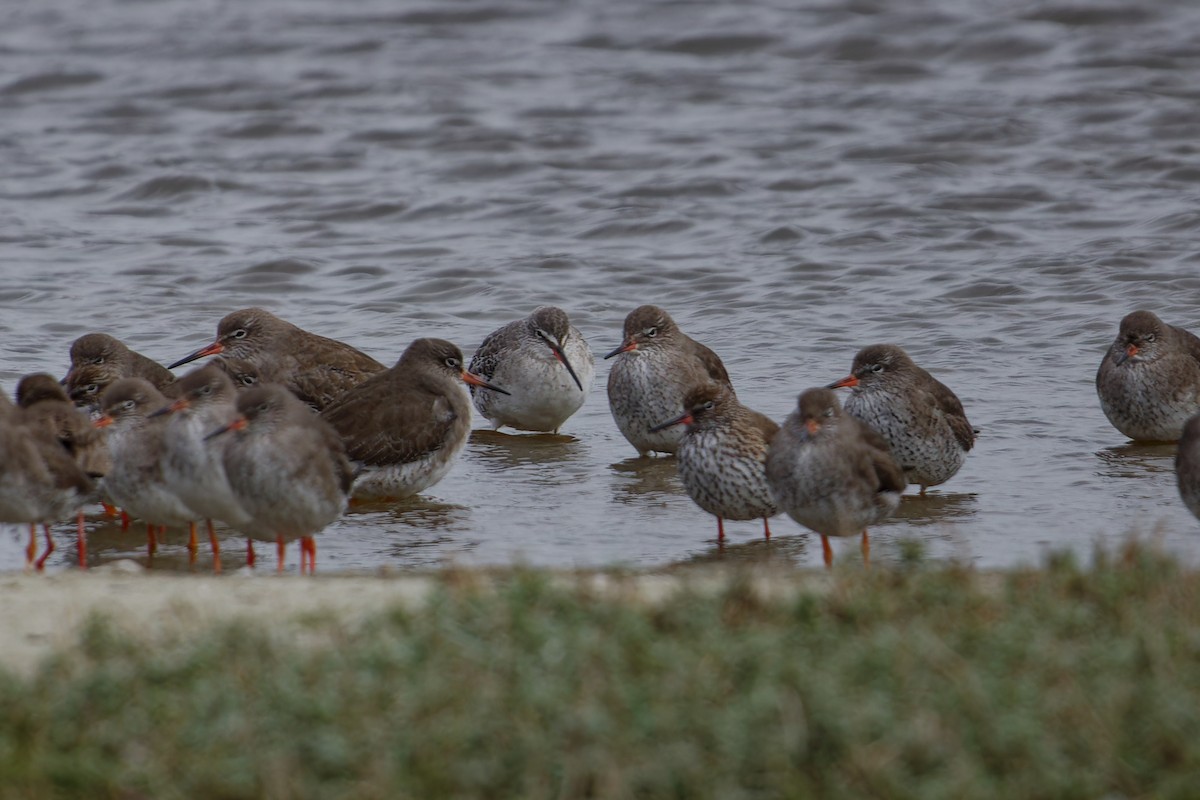 Spotted Redshank - ML620347643