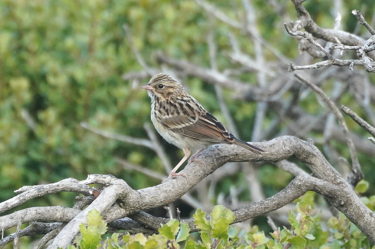 Savannah Sparrow - ML620347651