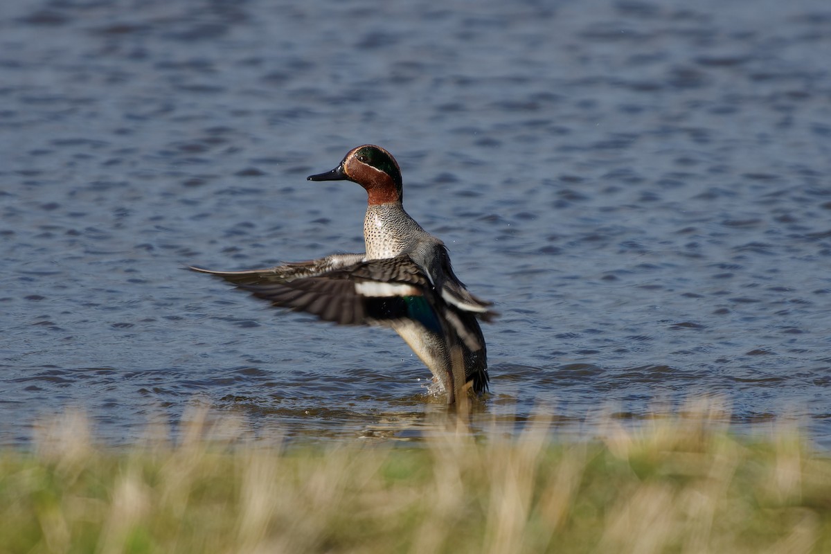 Green-winged Teal - ML620347655
