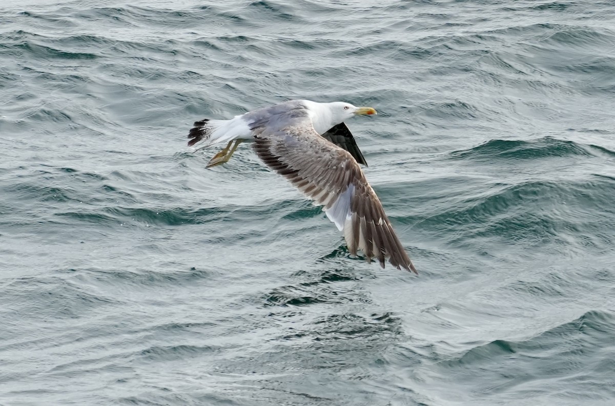 Yellow-legged Gull - ML620347657