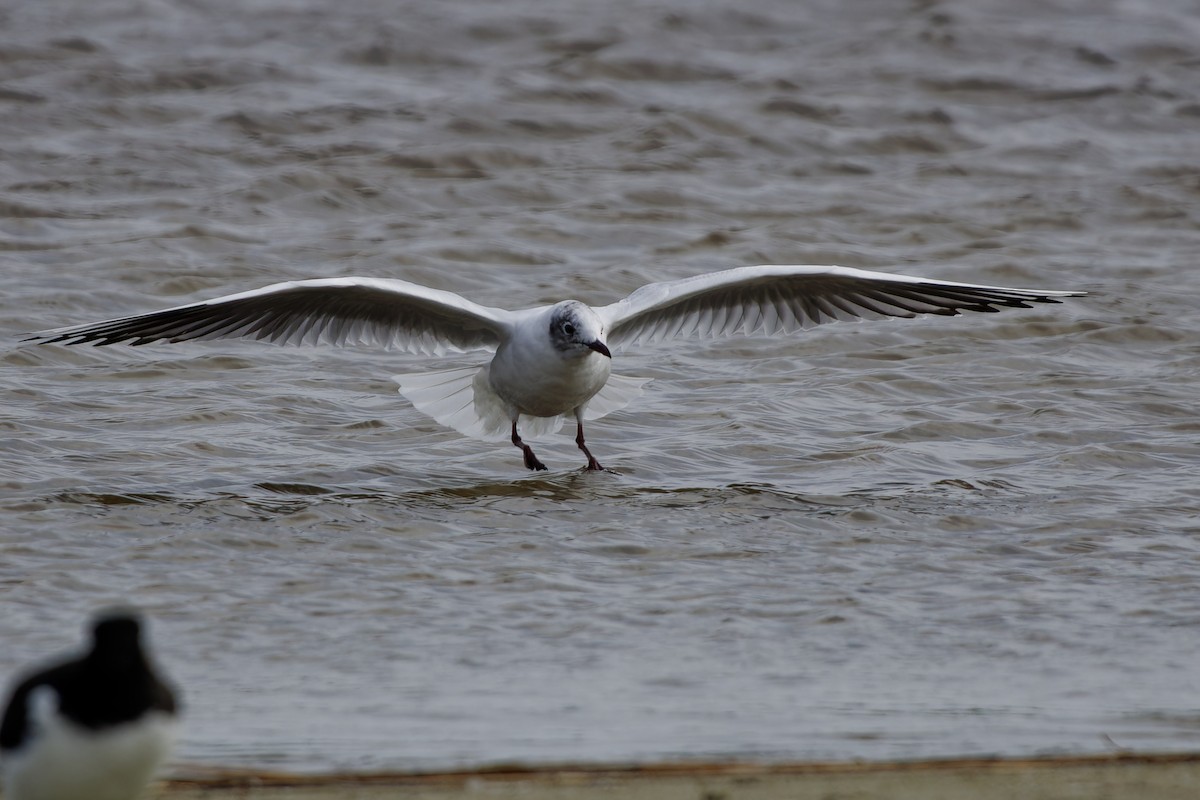 Mouette rieuse - ML620347659