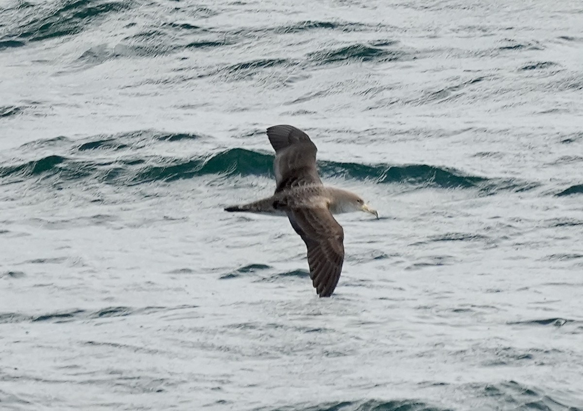 Cory's Shearwater - ML620347673