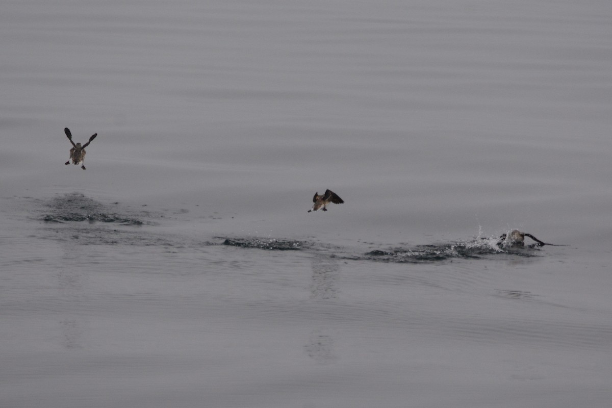 Kittlitz's Murrelet - ML620347683