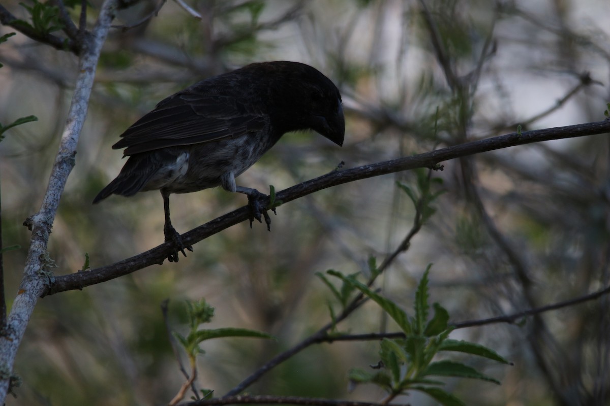 Medium Ground-Finch - ML620347703