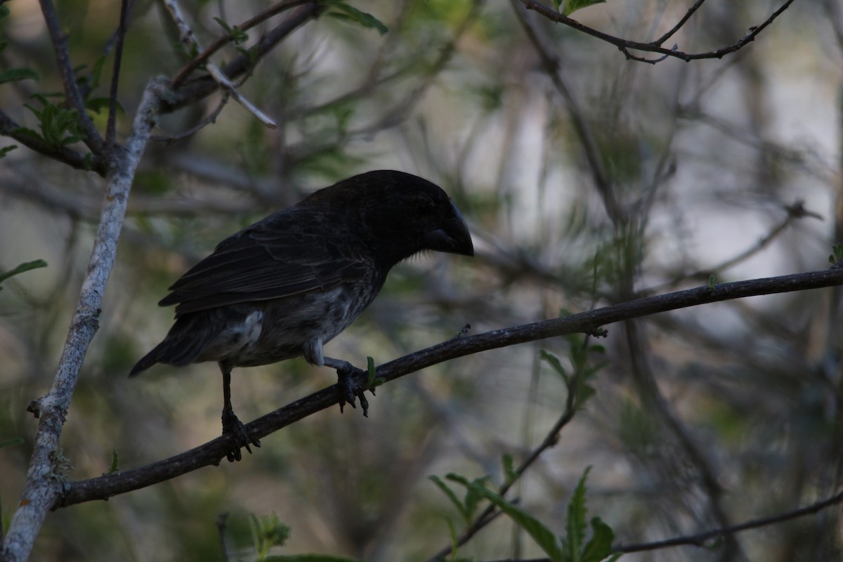 Medium Ground-Finch - ML620347706