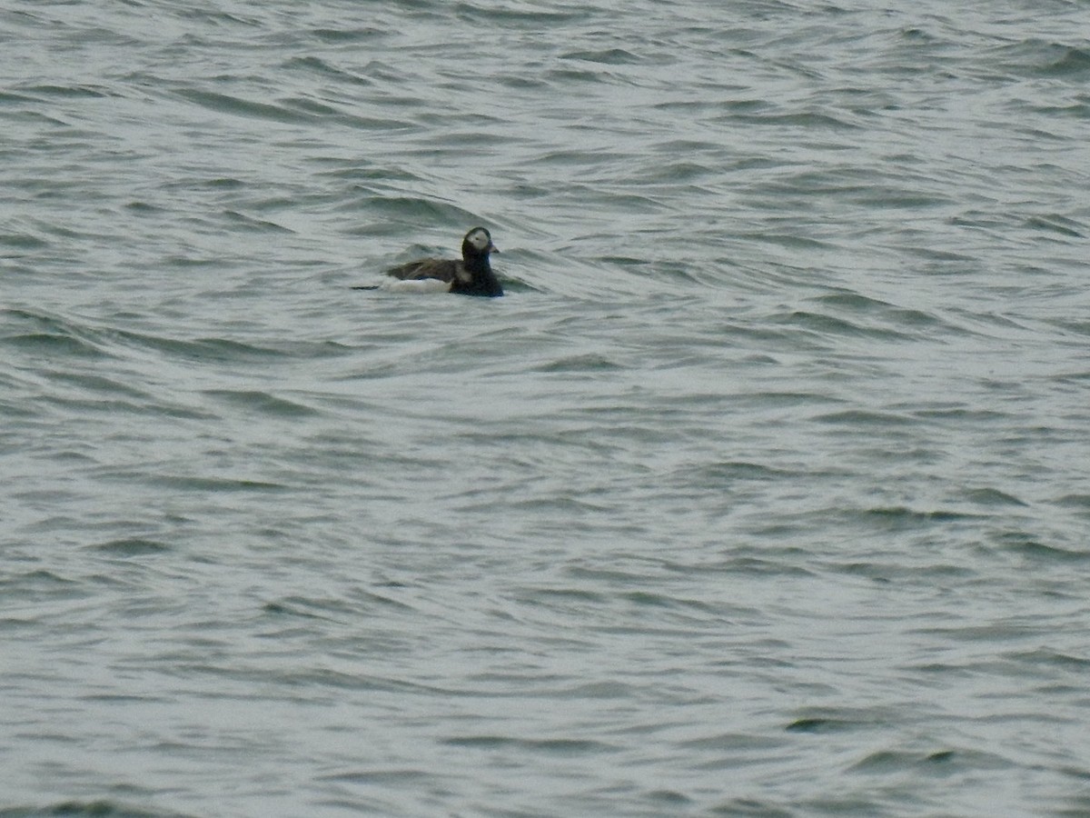 Long-tailed Duck - ML620347711