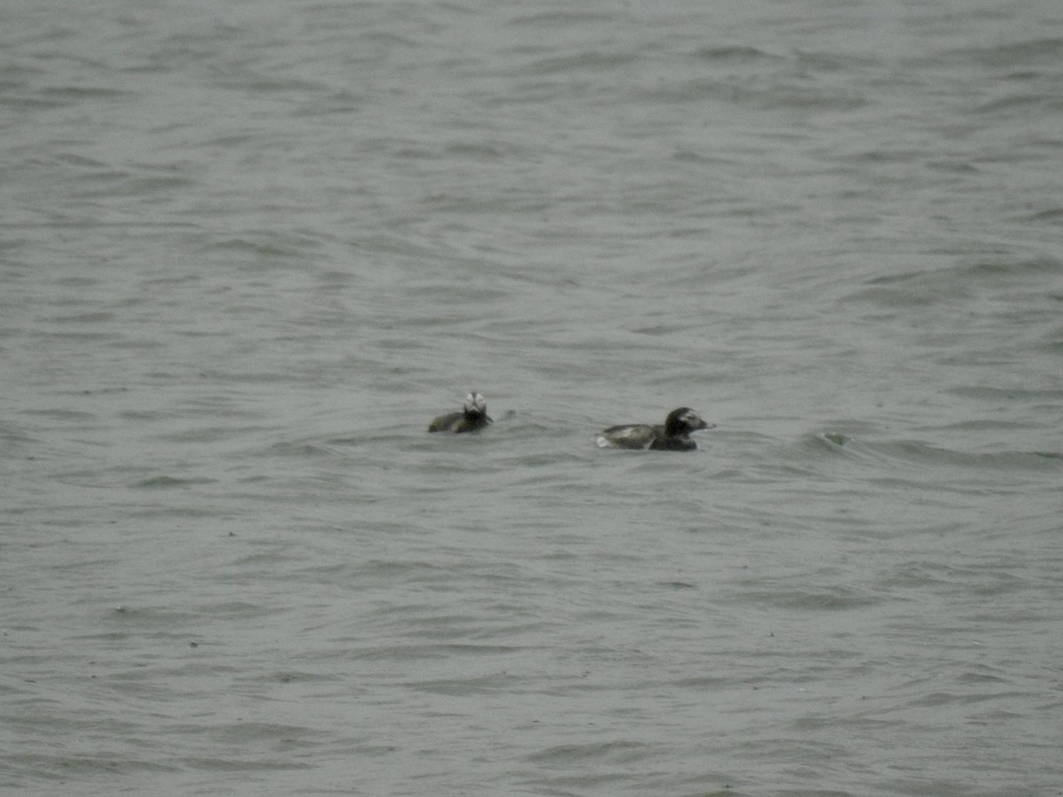 Long-tailed Duck - ML620347713