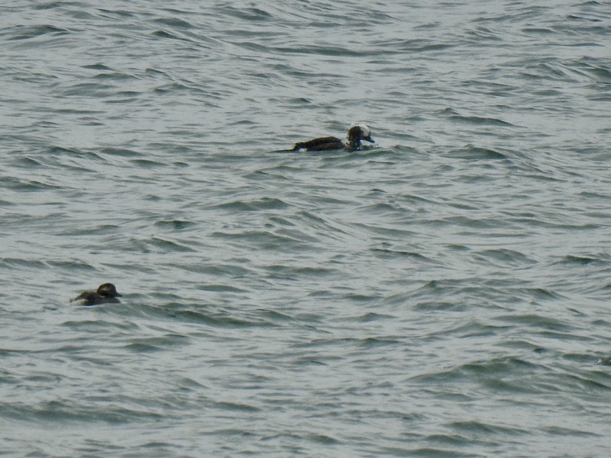 Long-tailed Duck - ML620347716