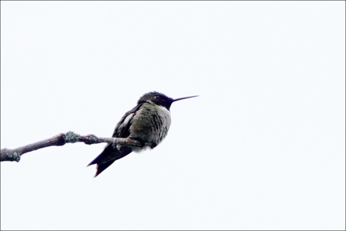 Ruby-throated Hummingbird - Louise Courtemanche 🦅