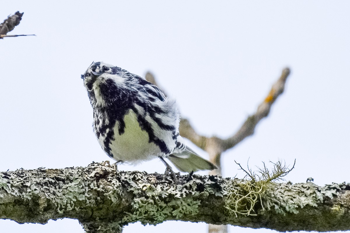 Black-and-white Warbler - ML620347741