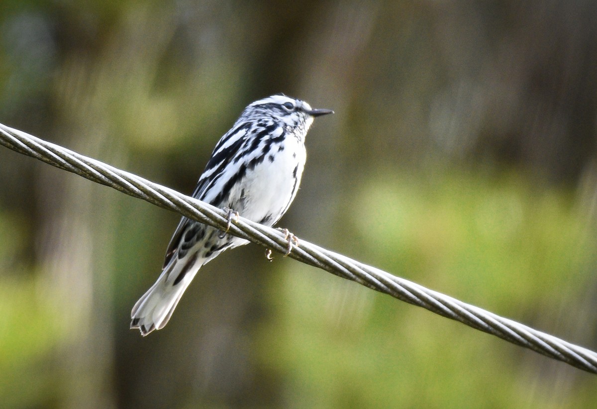 Black-and-white Warbler - ML620347742