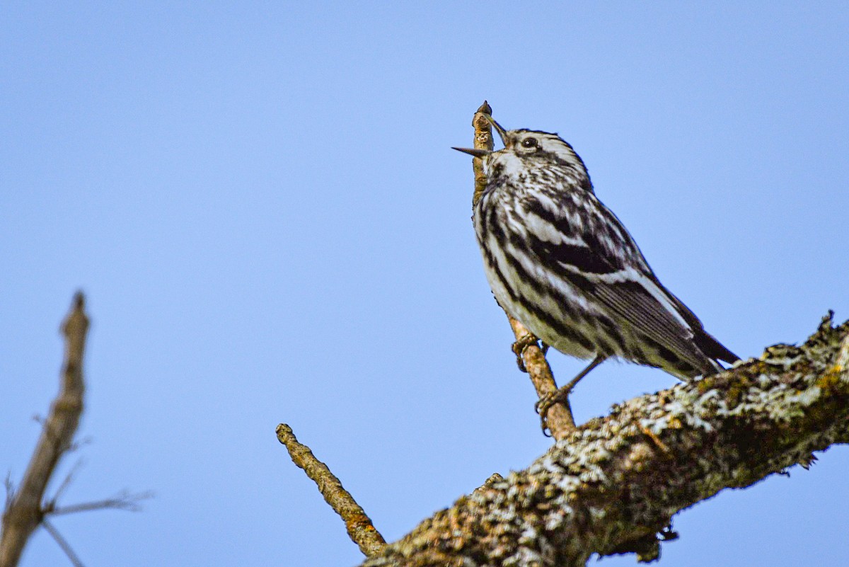 Black-and-white Warbler - ML620347743