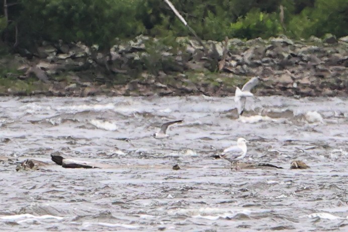 Franklin's Gull - ML620347748