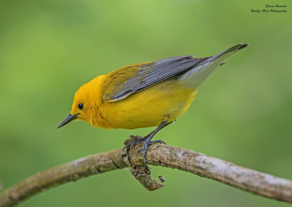 Prothonotary Warbler - ML620347763