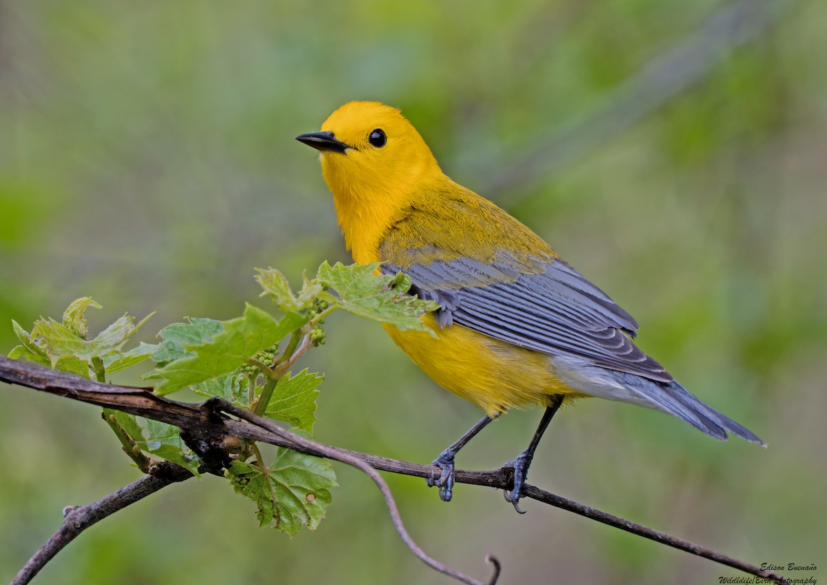 Prothonotary Warbler - ML620347764
