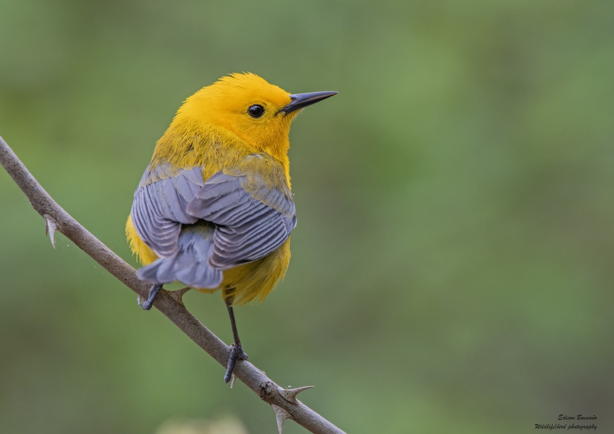 Prothonotary Warbler - ML620347766