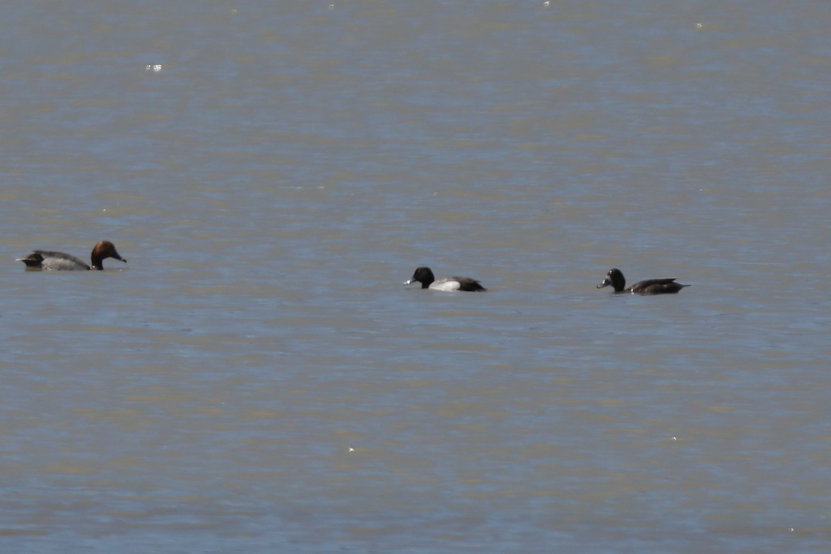 Greater Scaup - ML620347773