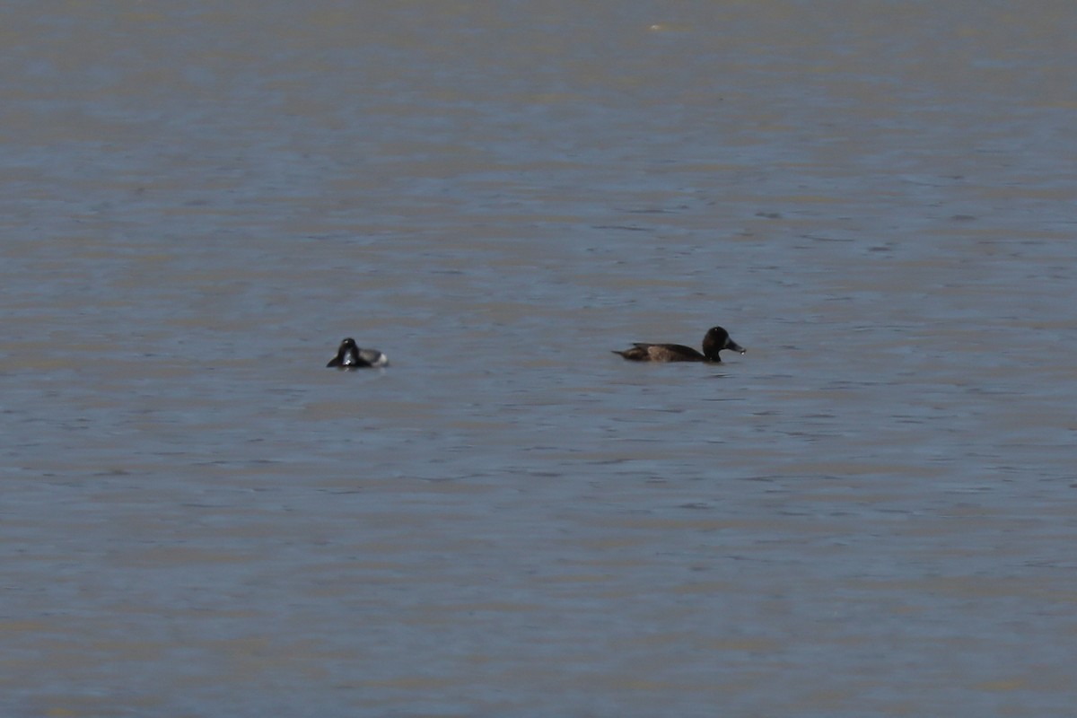 Greater Scaup - ML620347774