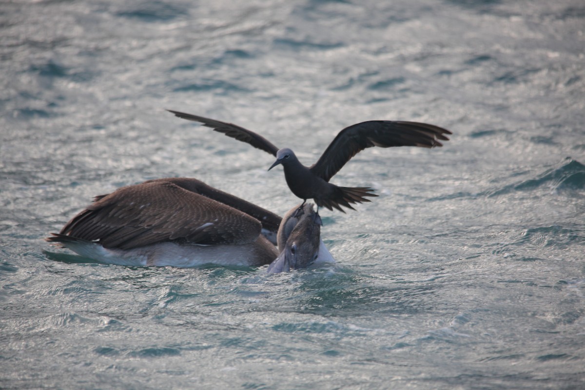 Brown Noddy - ML620347776