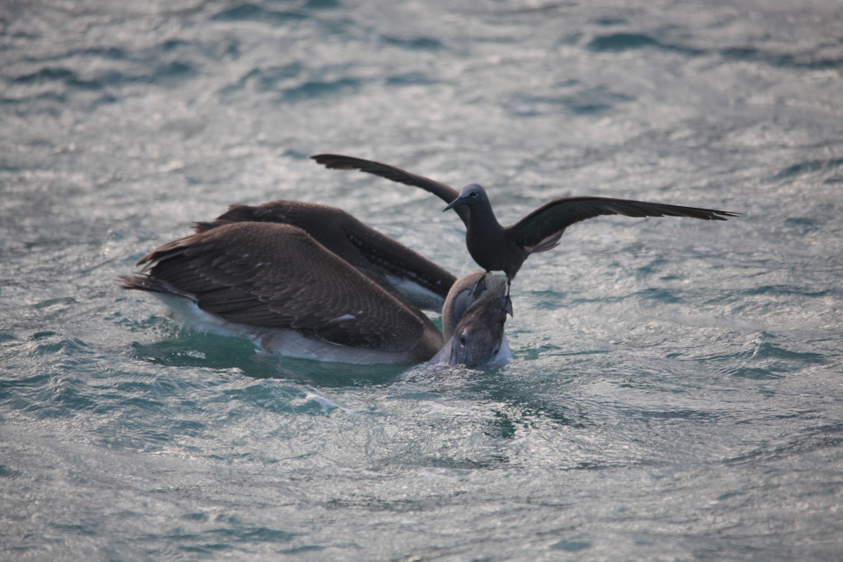 Brown Noddy - ML620347777