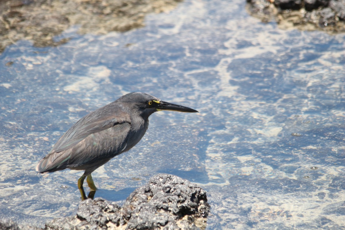 Striated Heron (Galapagos) - ML620347781