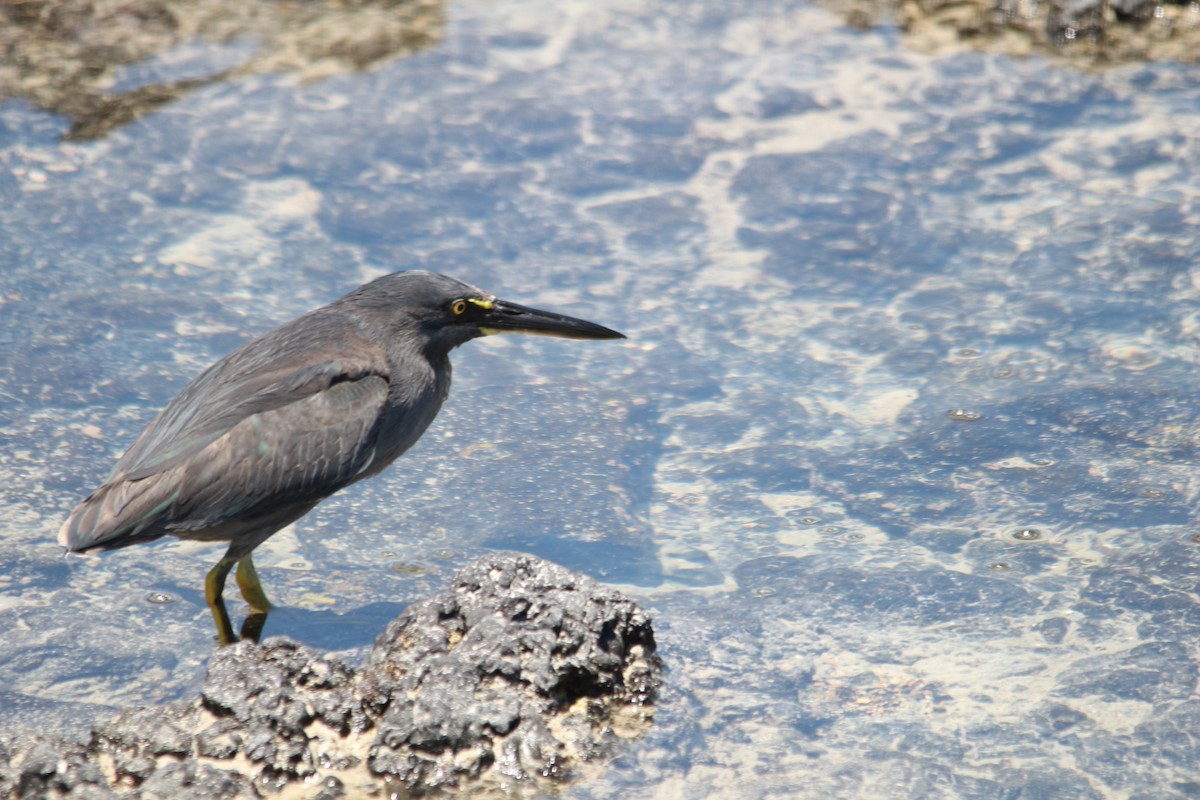 Striated Heron (Galapagos) - ML620347782