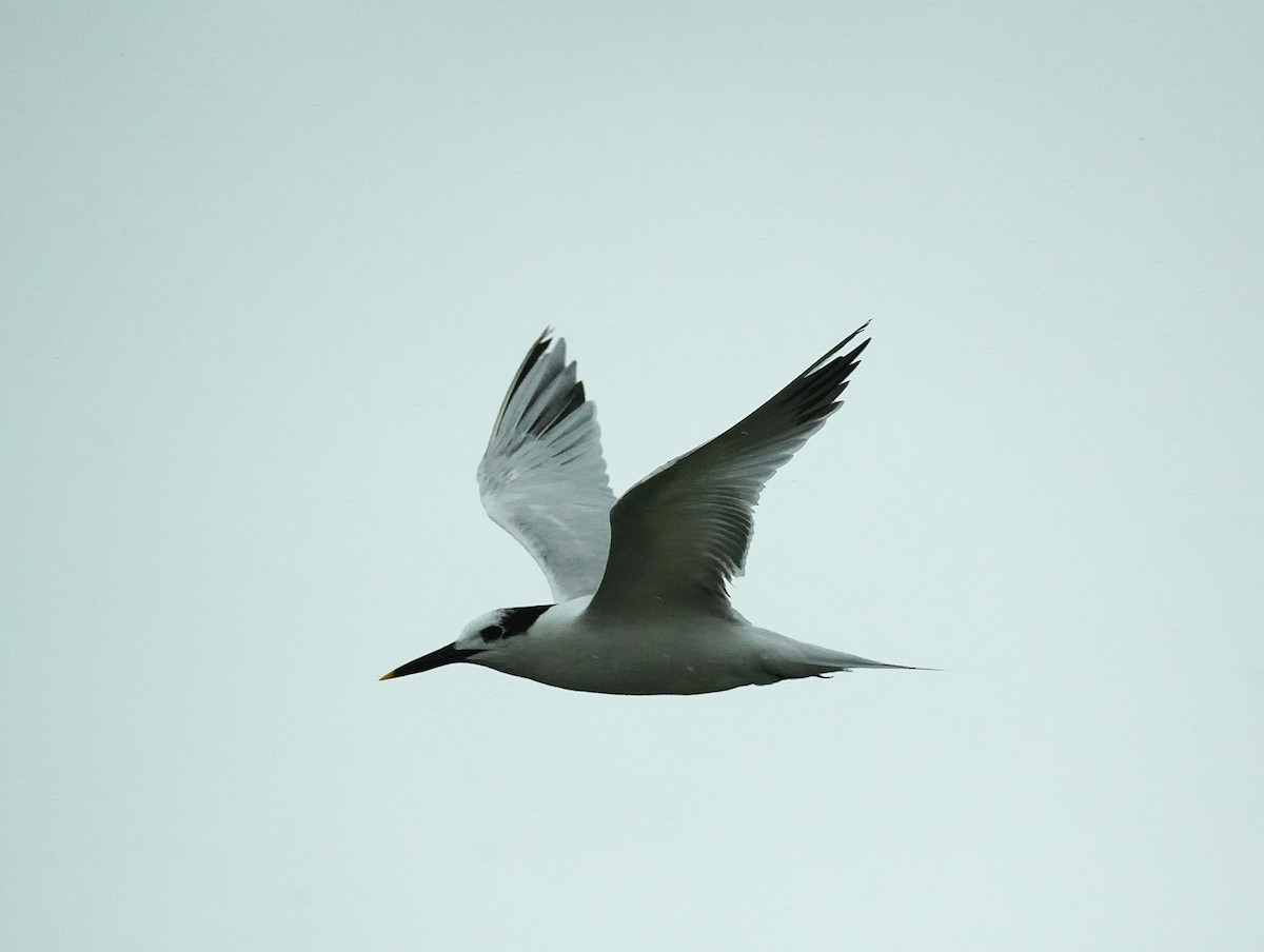 Common Tern - ML620347784