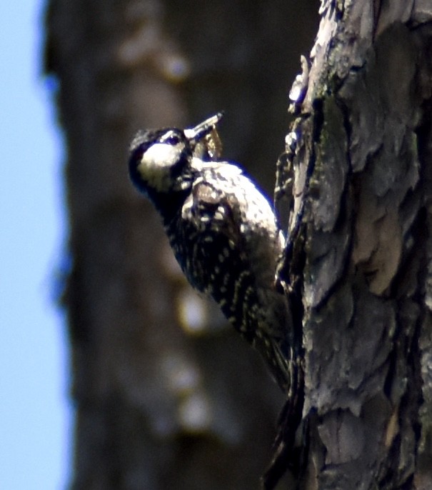 Red-cockaded Woodpecker - ML620347797