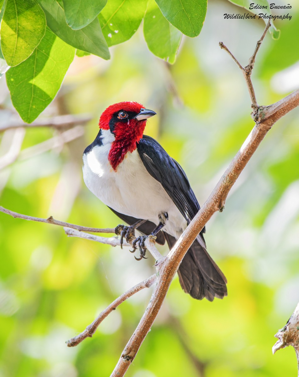 Masked Cardinal - ML620347801