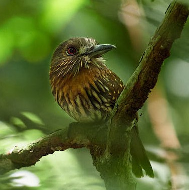 White-whiskered Puffbird - ML620347805