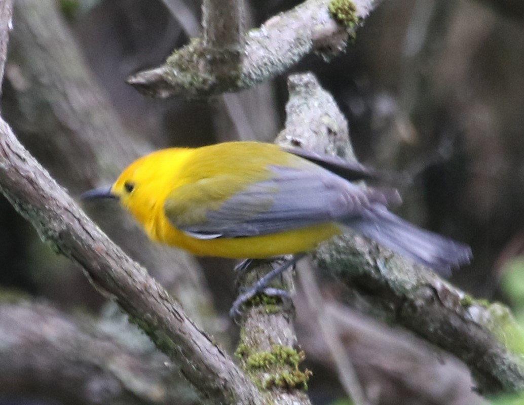 Prothonotary Warbler - ML620347810