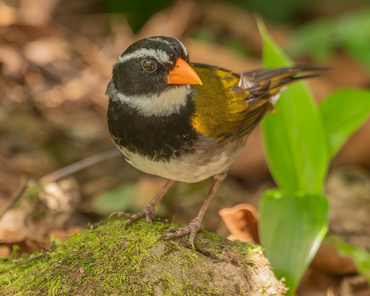 Orange-billed Sparrow - ML620347821