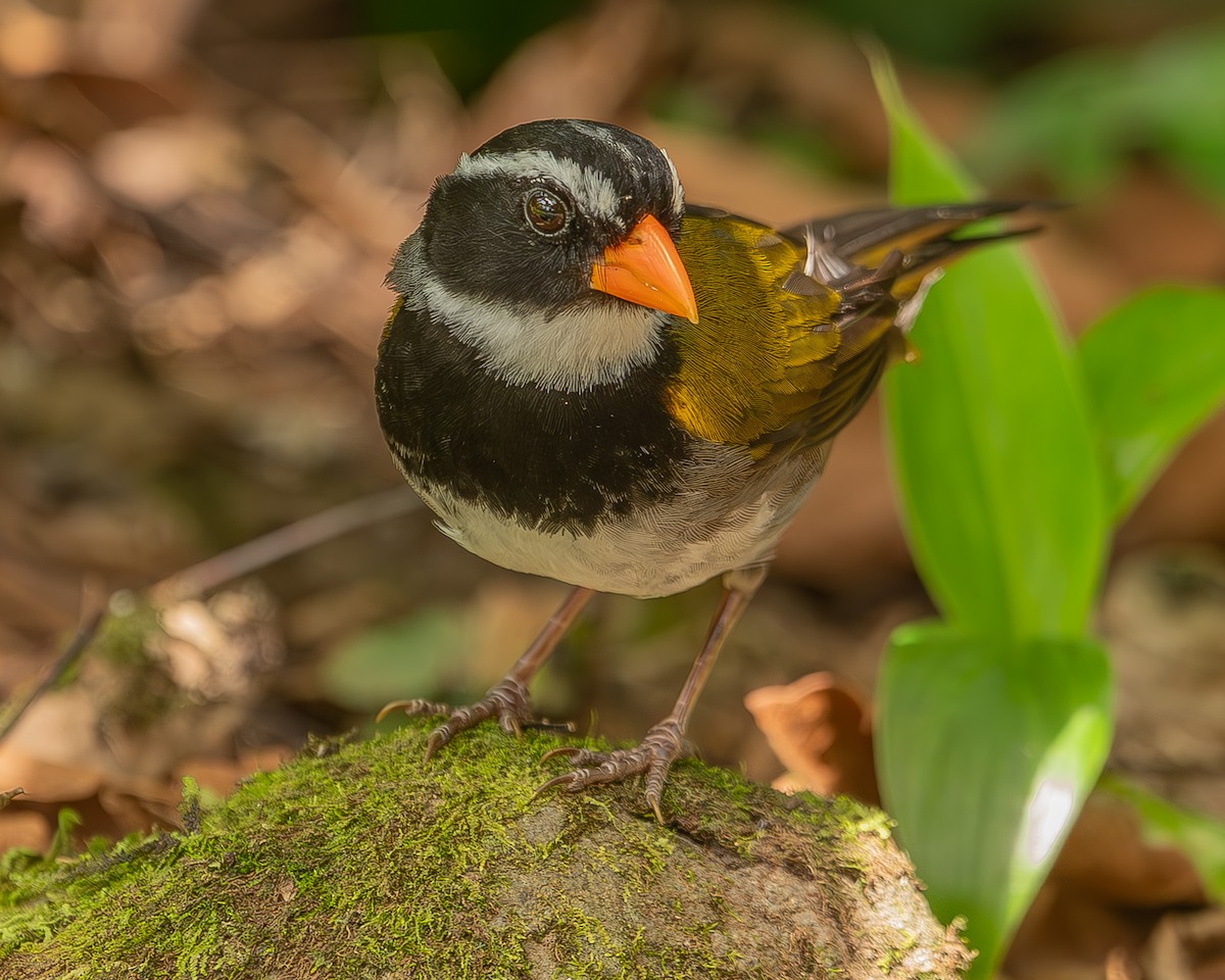 Orange-billed Sparrow - ML620347823