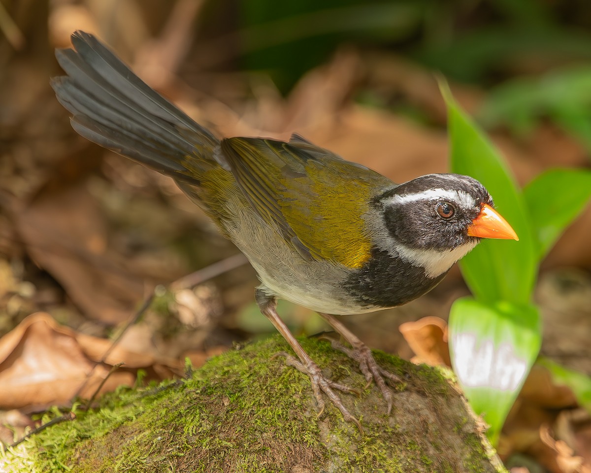 Orange-billed Sparrow - ML620347824