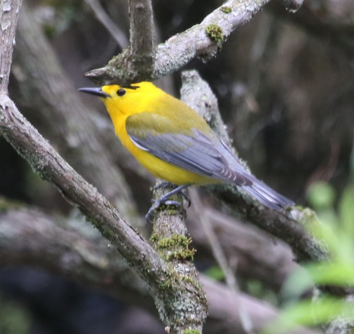 Prothonotary Warbler - ML620347833