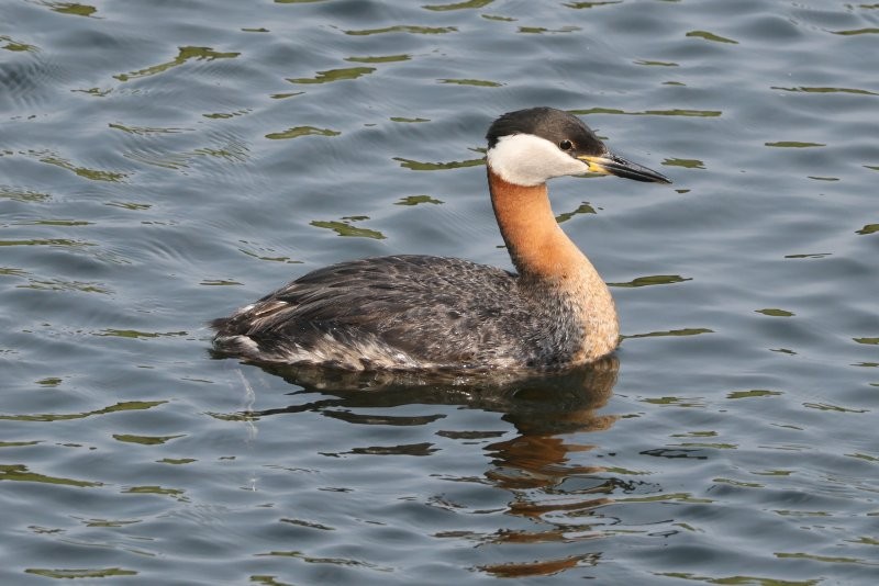 Red-necked Grebe - ML620347842