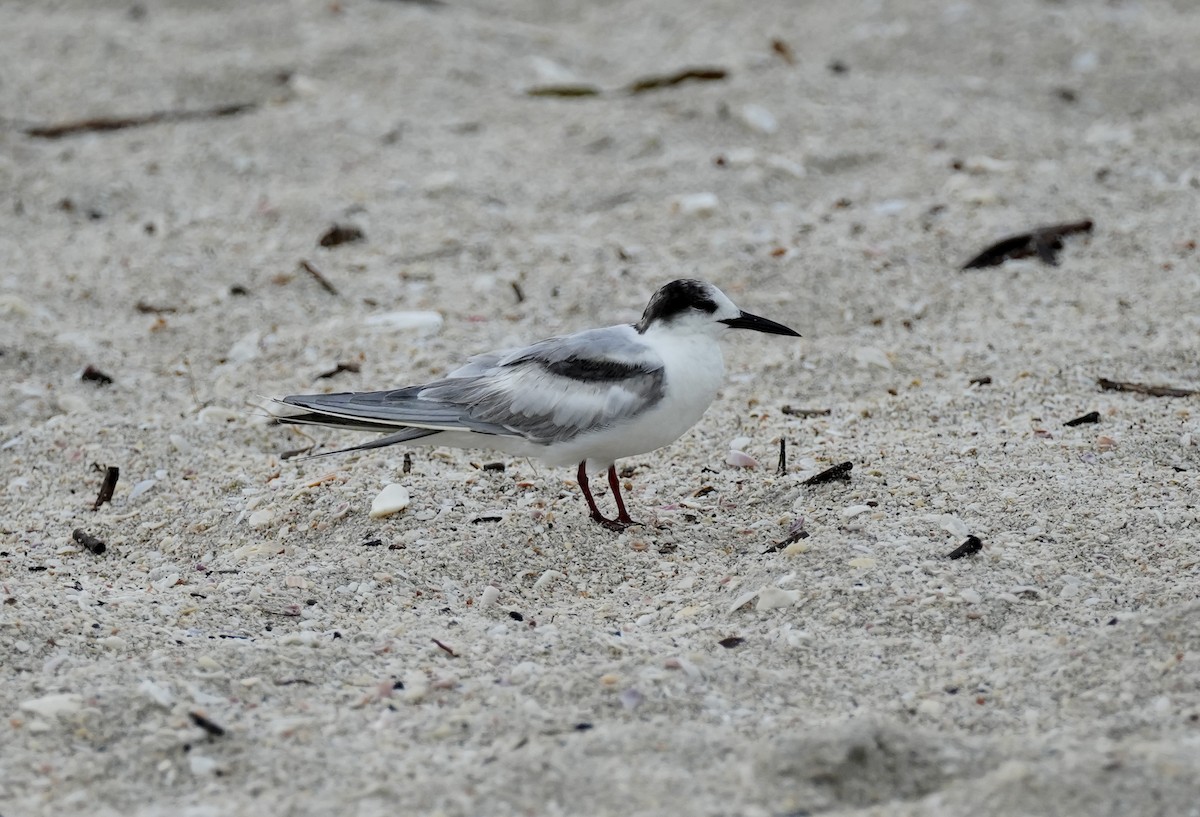 Common Tern - ML620347846