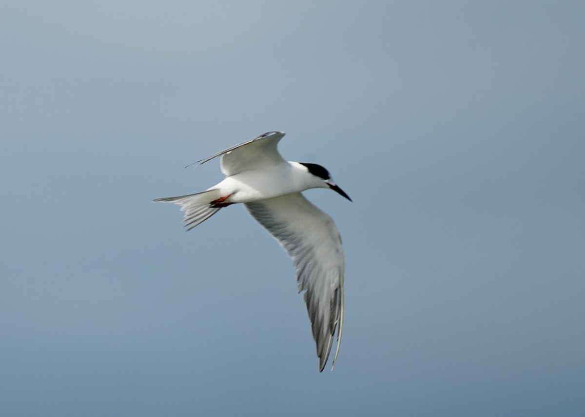Common Tern - ML620347847
