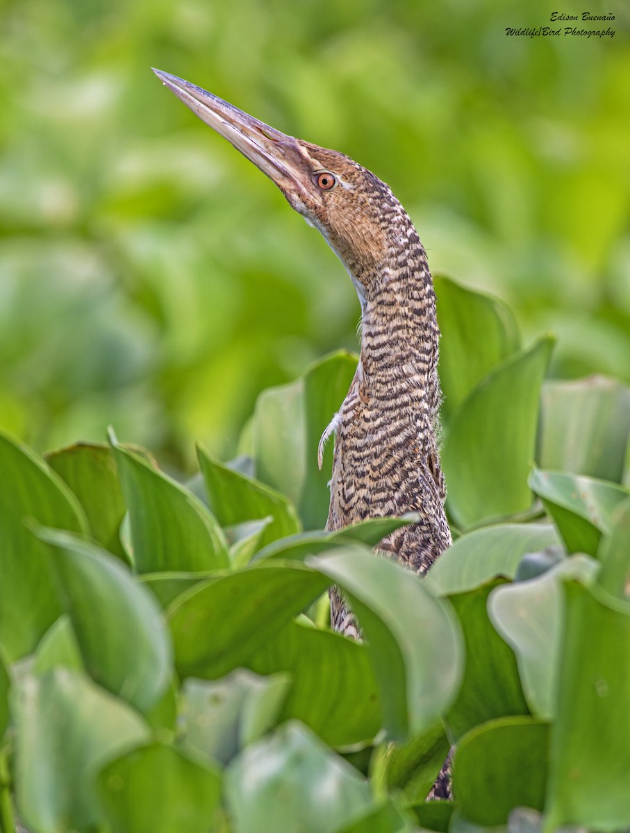 Pinnated Bittern - ML620347862