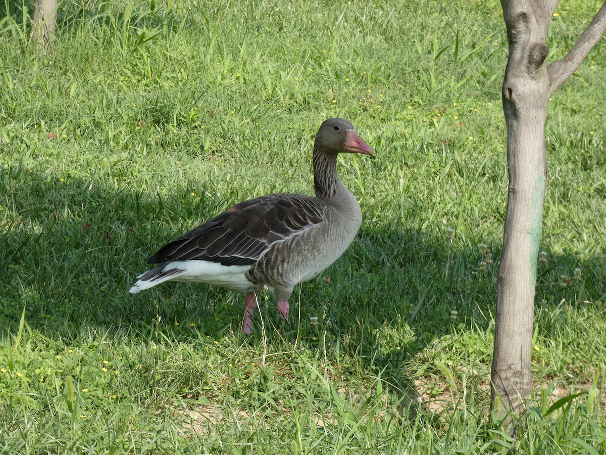 Graylag Goose (Domestic type) - ML620347864