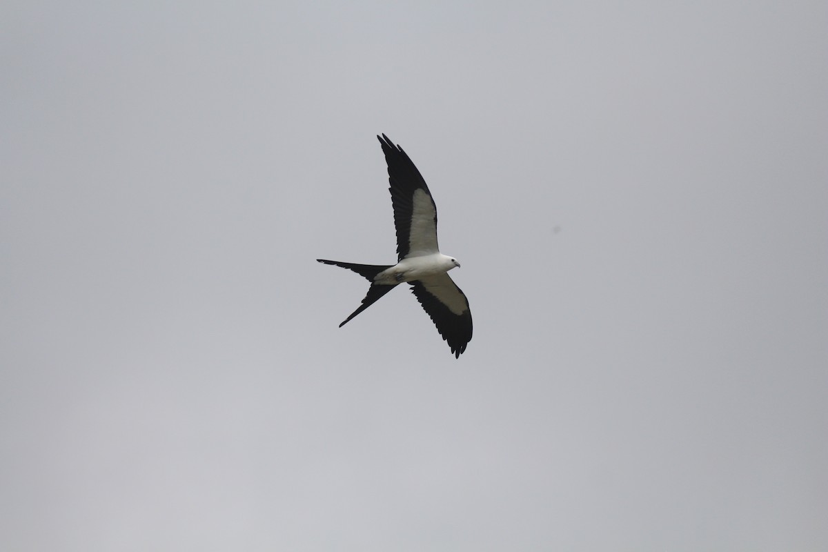 Swallow-tailed Kite - ML620347867