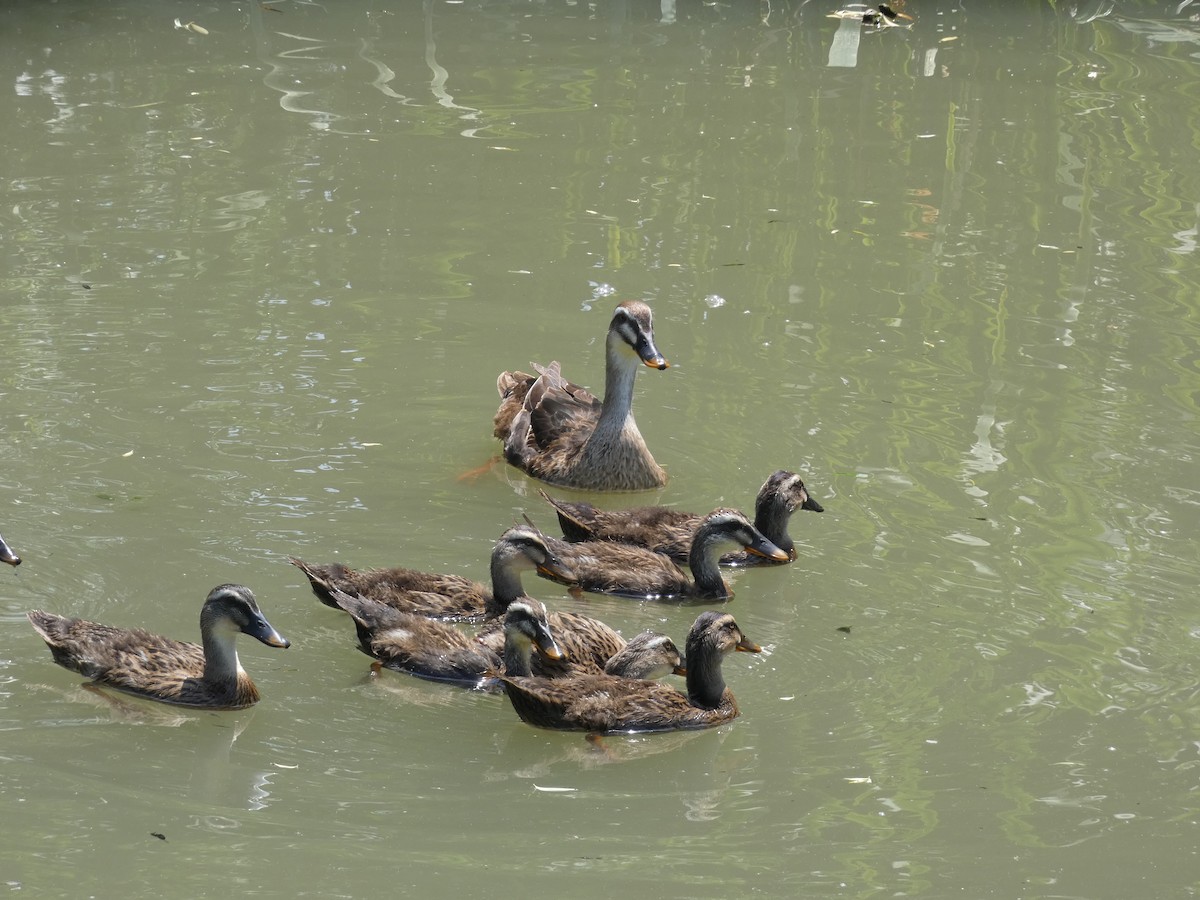 Eastern Spot-billed Duck - ML620347870