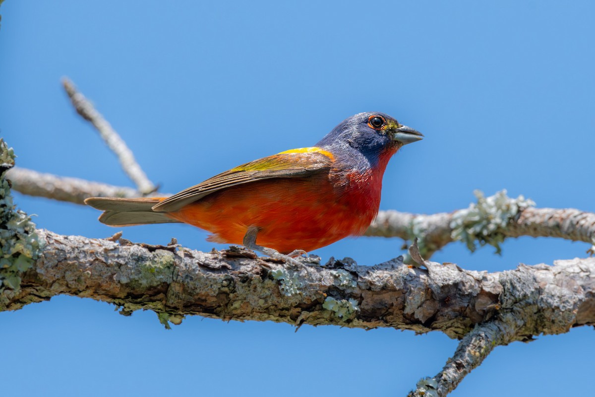 Painted Bunting - ML620347871