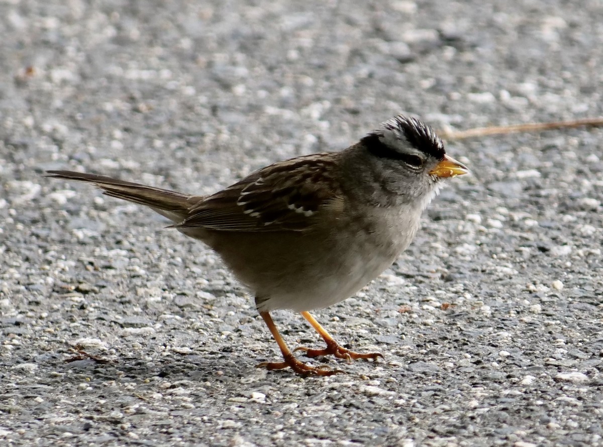 White-crowned Sparrow - ML620347886