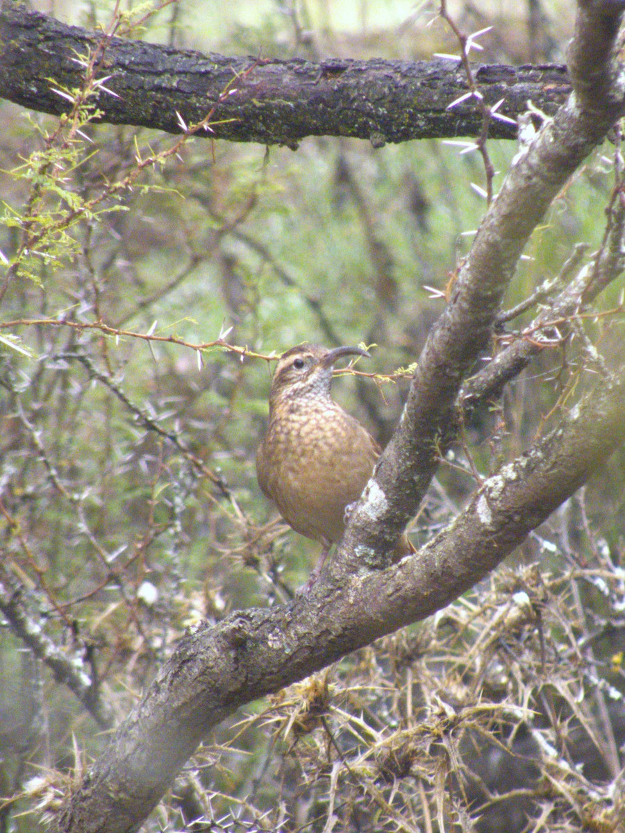 Patagonian Forest Earthcreeper - ML620347890