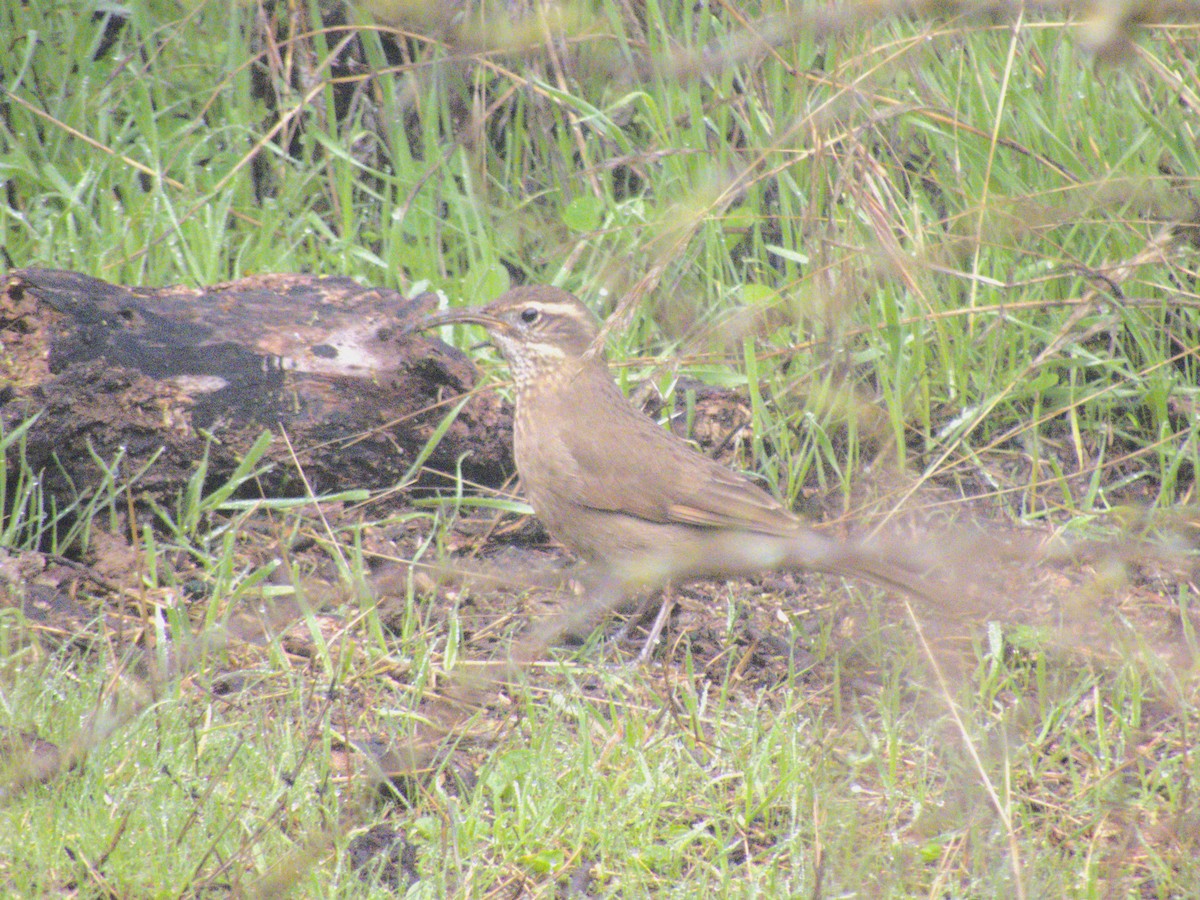 Patagonian Forest Earthcreeper - ML620347891