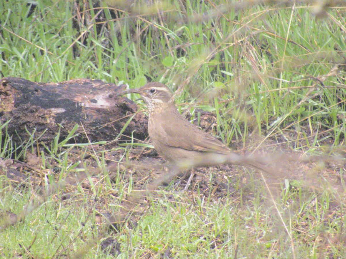 Patagonian Forest Earthcreeper - ML620347891