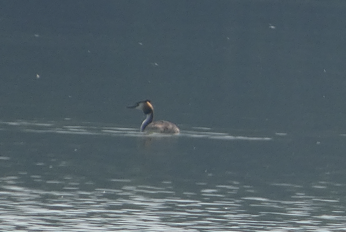 Great Crested Grebe - ML620347894