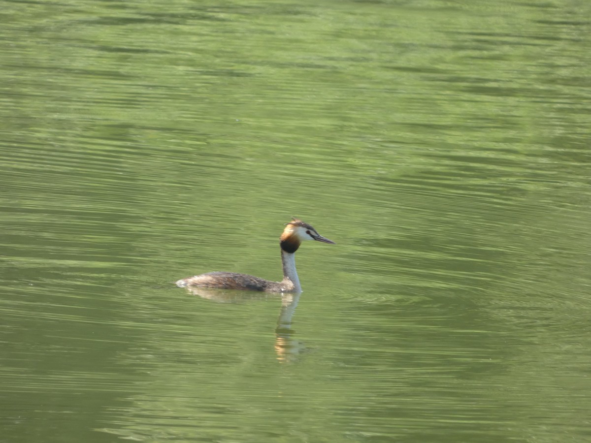 Great Crested Grebe - ML620347895